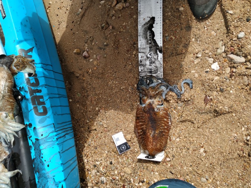 Fish Measure Picture